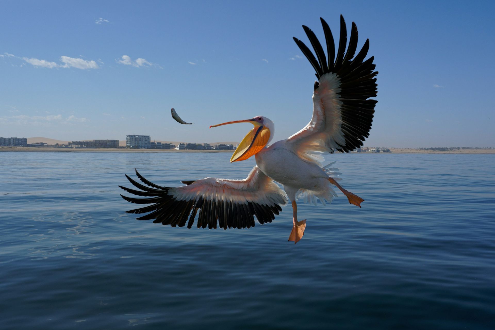 A white pelican with outstretched wings flies over blue water, its beak open to catch a fish flying through the air.