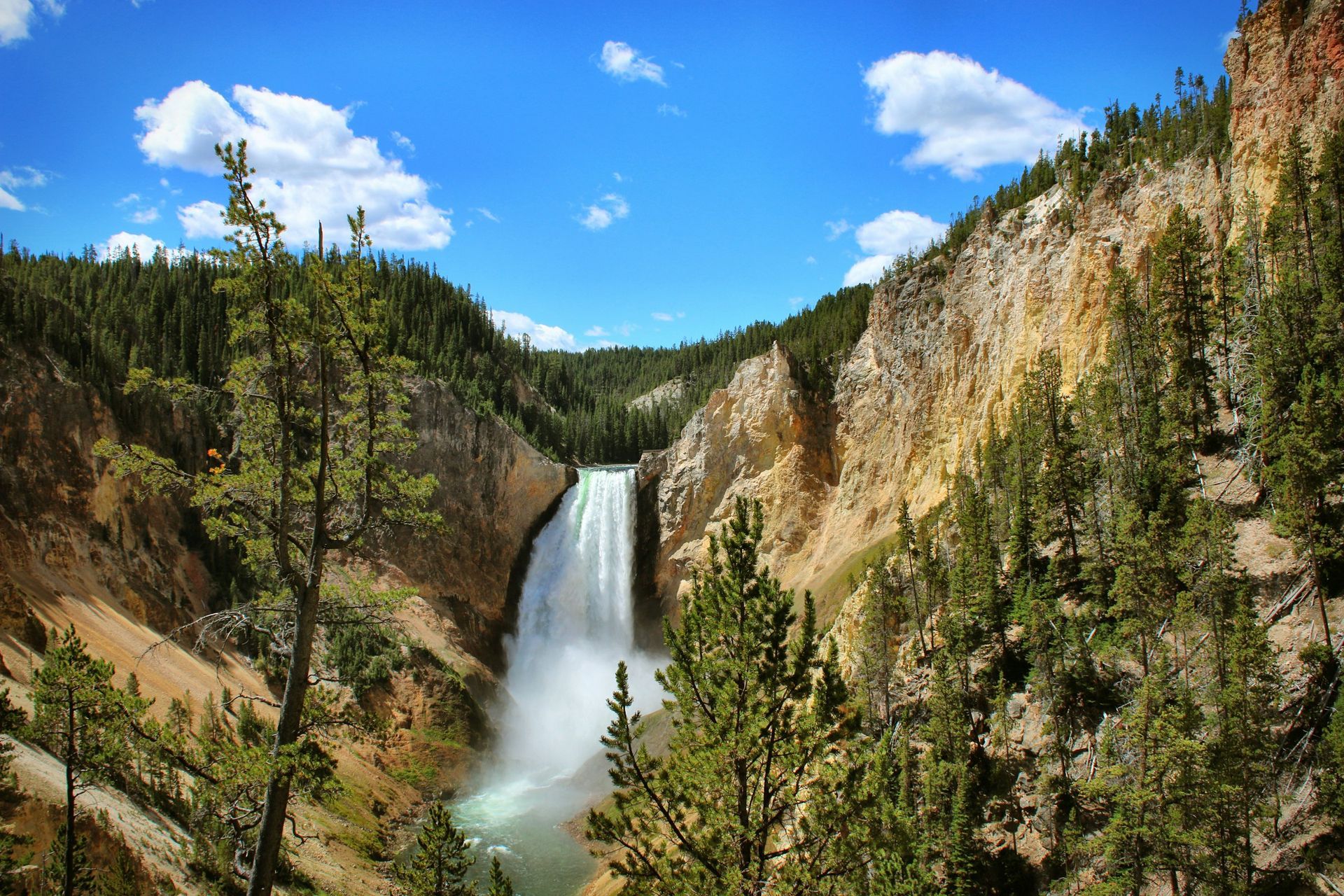 Lower Yellowstone Falls cascades down a deep, rocky canyon surrounded by evergreen trees under a bright blue sky.