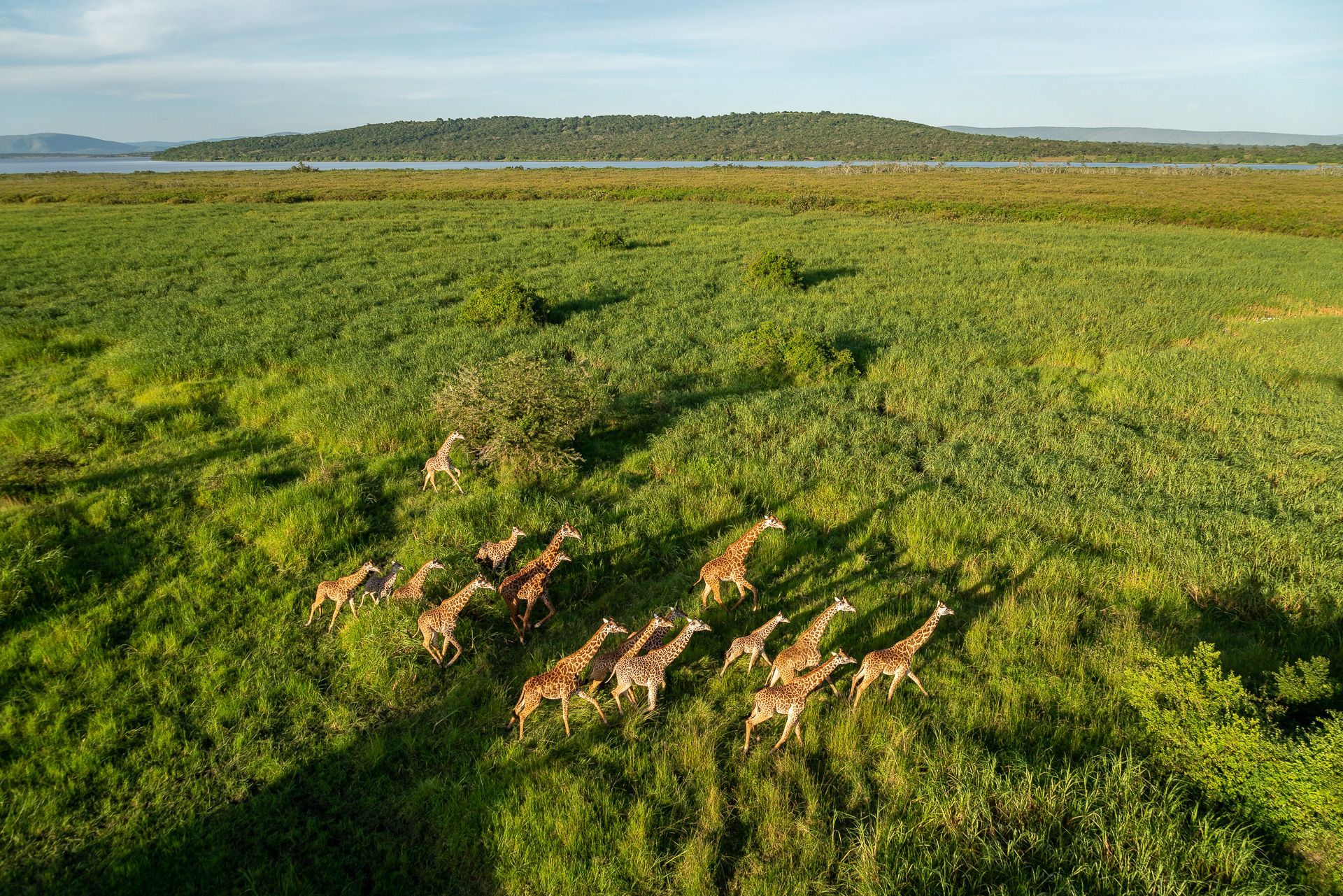 A herd of giraffes walks through a lush green field near a body of water and a forested hill under a bright sky.