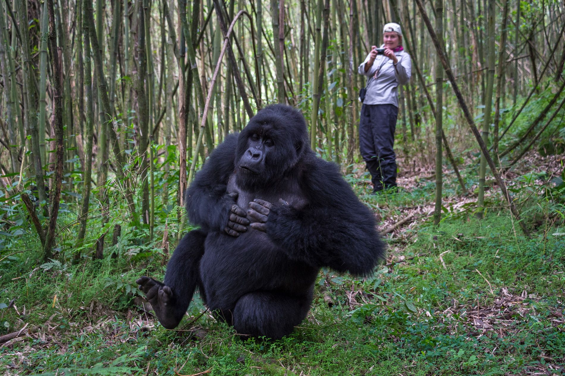 A large gorilla sits in a forest clearing, clutching its chest while a person in the background photographs it.
