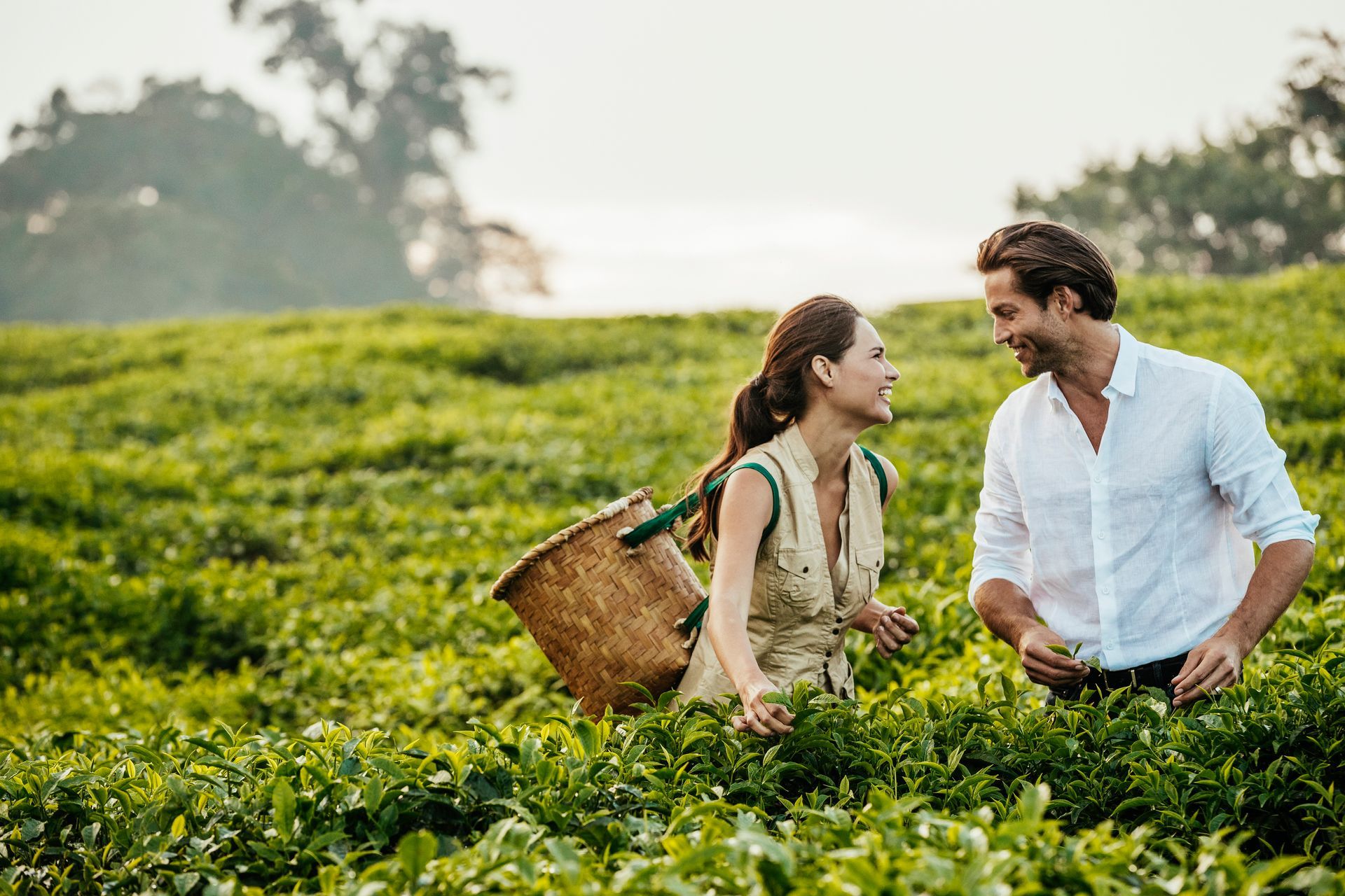 A person with a woven basket and a man in a white shirt harvesting leaves together in a lush, green tea plantation.