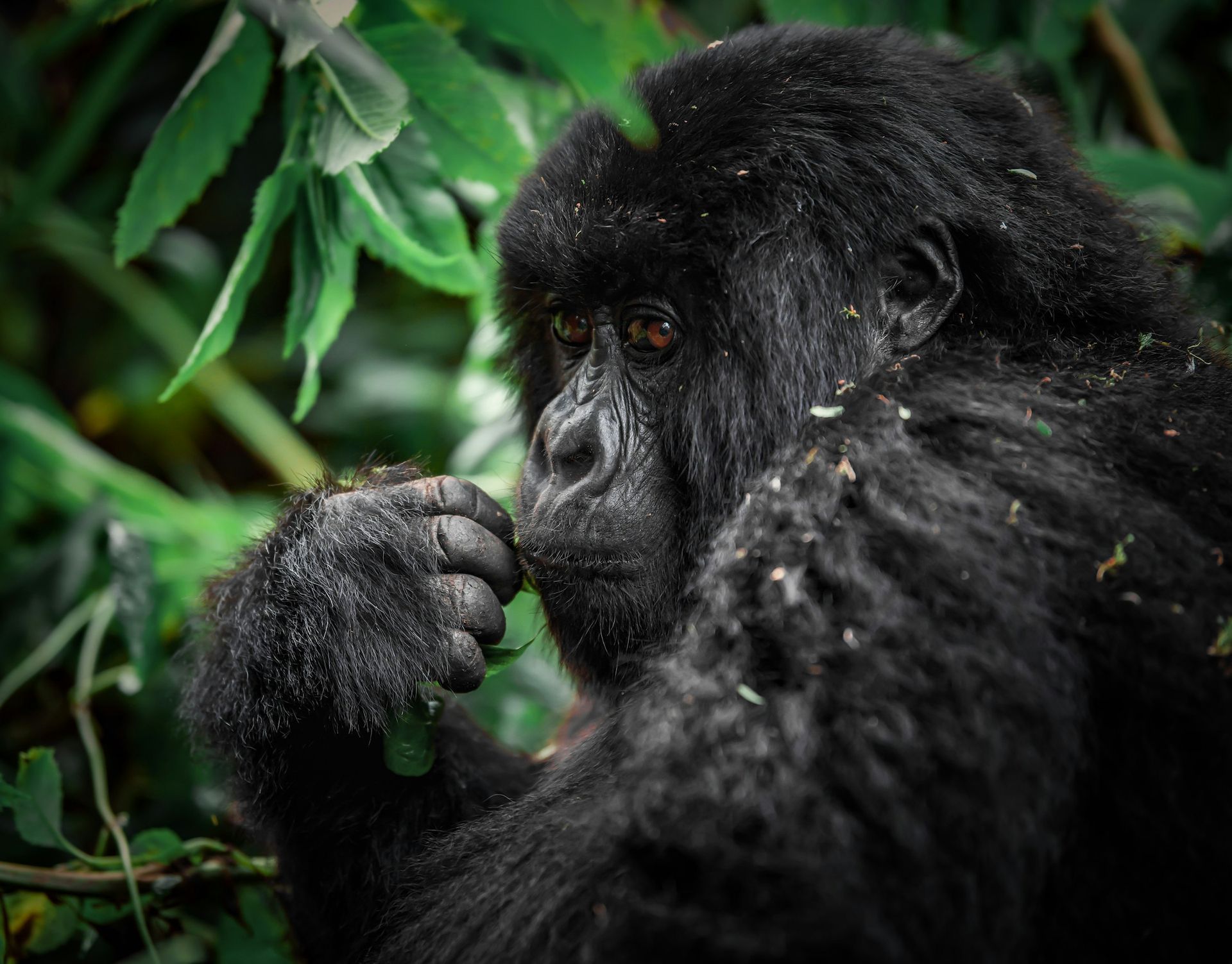 A mountain gorilla in a lush forest, viewed in profile, holding a green plant to its mouth with a focused expression.
