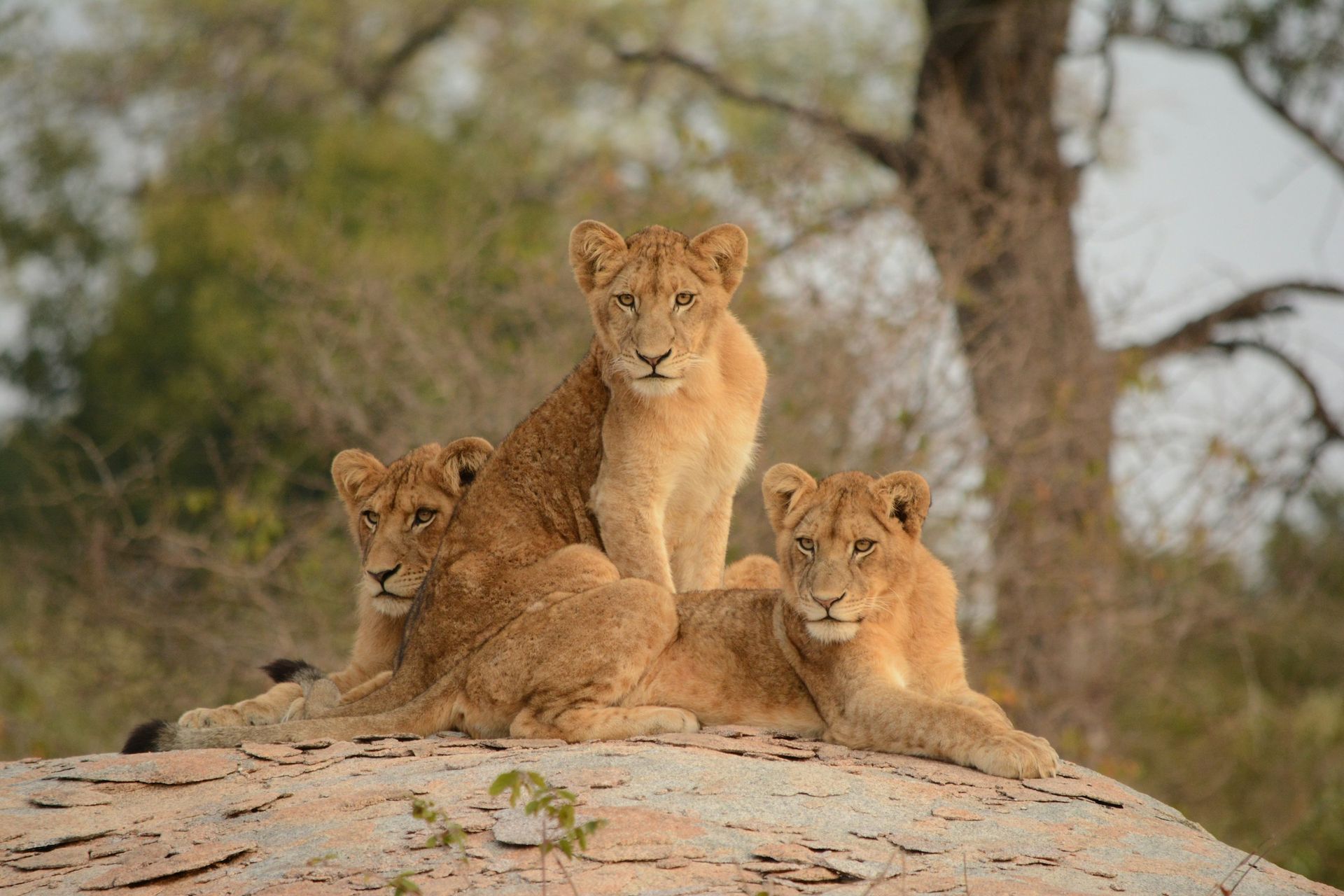 Three young lion cubs rest together on a rocky surface in a grassy, wooded landscape.