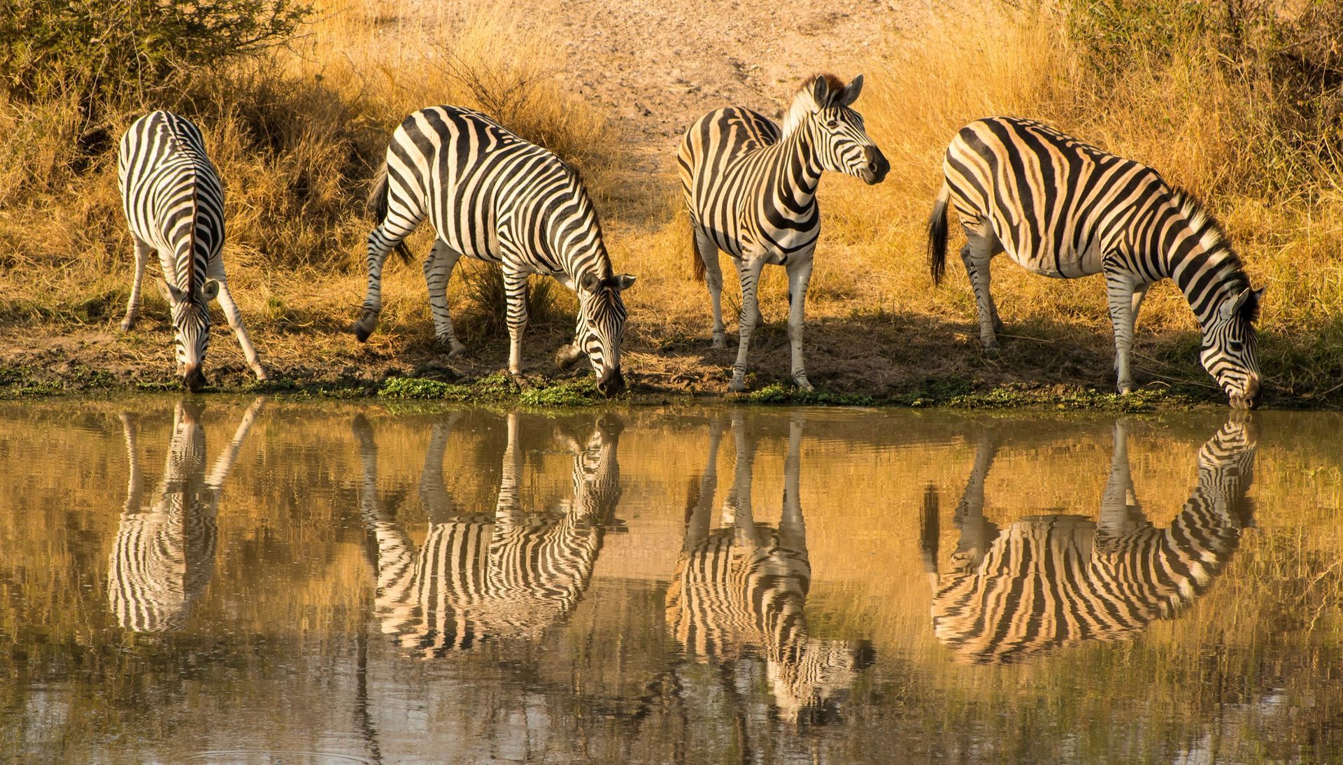 Four zebras stand along the grassy bank of a still watering hole, their bodies mirrored perfectly in the calm water.