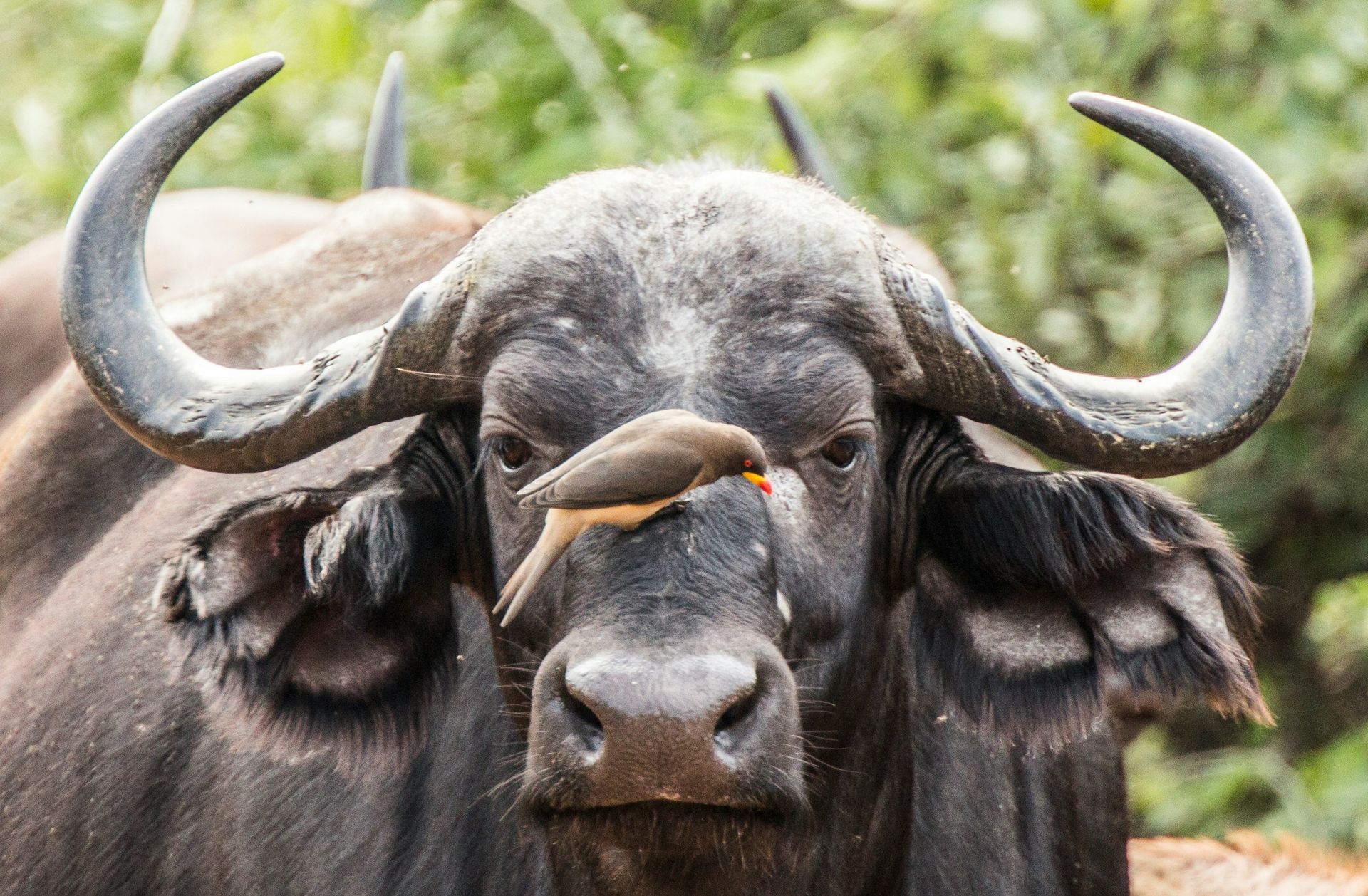 A small brown bird with an orange beak sits on the bridge of a dark African buffalo's nose in a grassy setting.