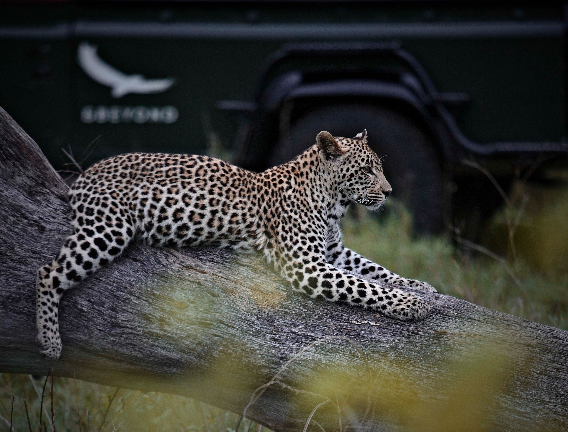 A leopard rests on a large fallen tree trunk with a safari vehicle in the background.
