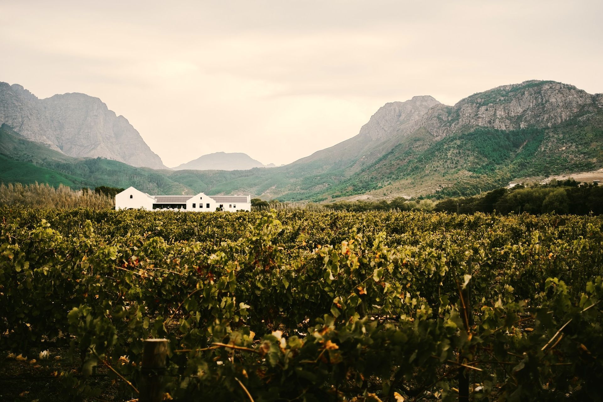A white farmhouse sits in front of rows of vines in a valley nestled between two large, rugged mountain ranges.