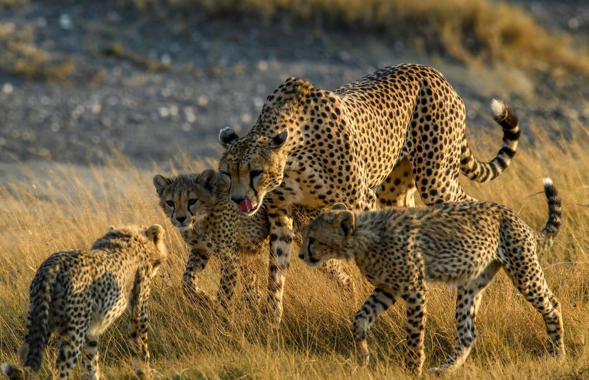 A mother cheetah walks through tall, dry grass with her three cubs on a sunny day.