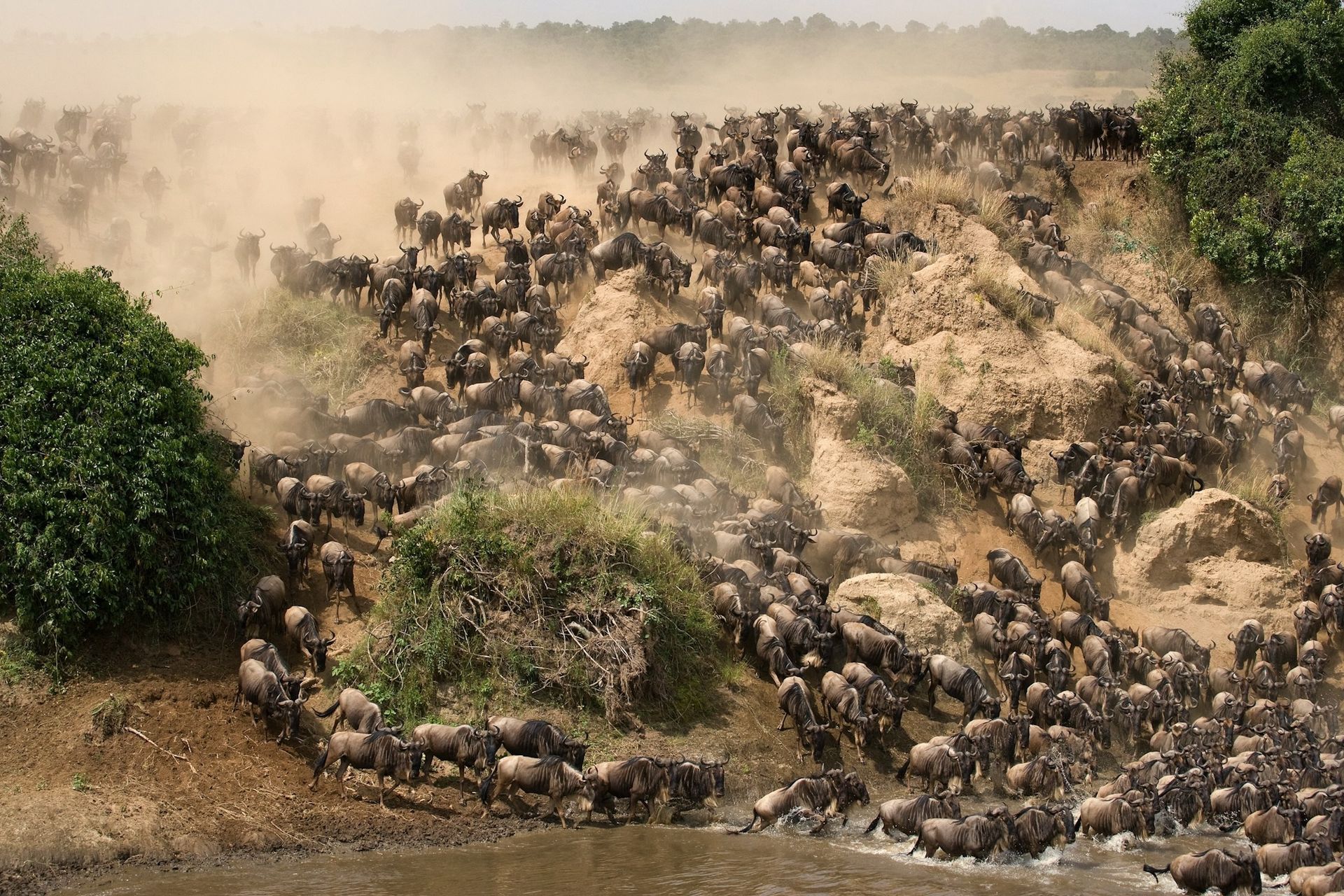 A large herd of wildebeests stampeding down a dusty, steep riverbank into a river.