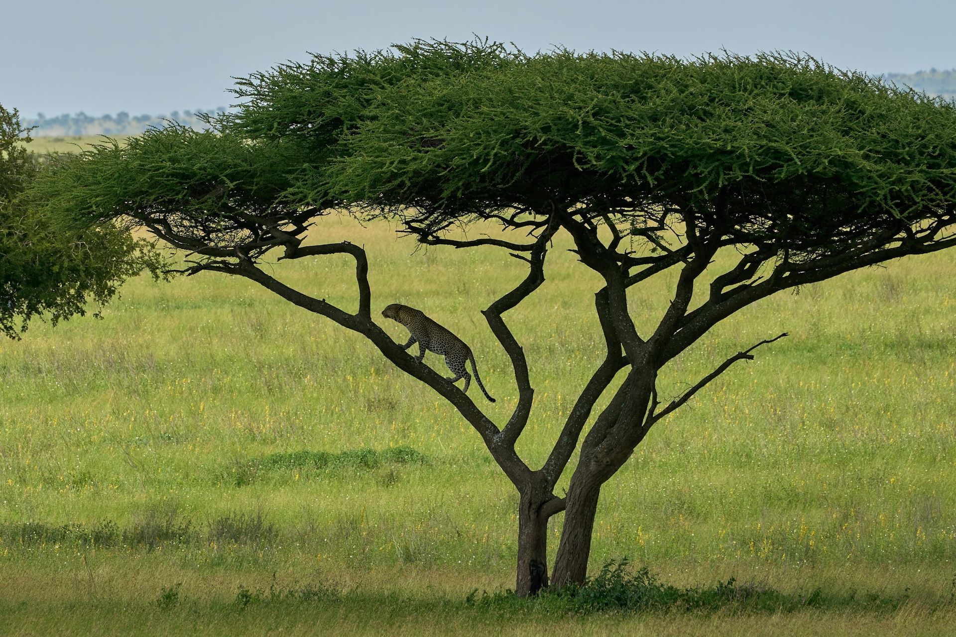 A cheetah climbs a tree in a grassy savanna landscape.