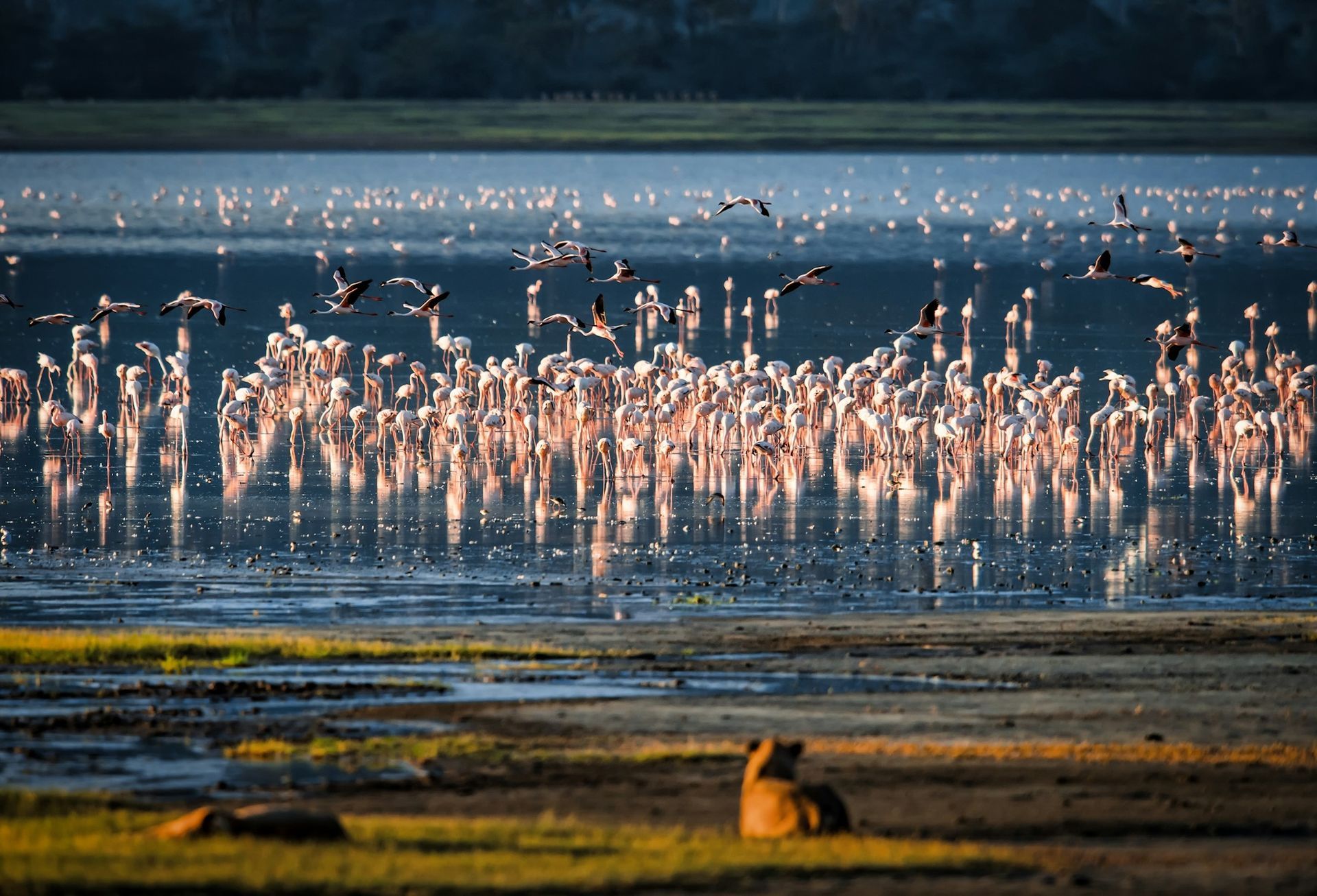 A large flock of flamingos in a reflective lake, with two lions resting on the grassy bank in the foreground.