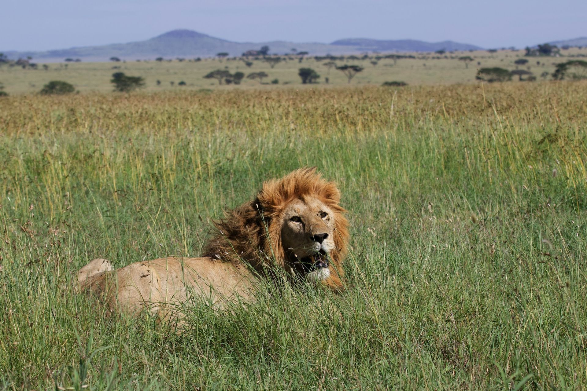 A male lion with a full mane resting in tall, green grass against a backdrop of a vast savanna and distant hills.
