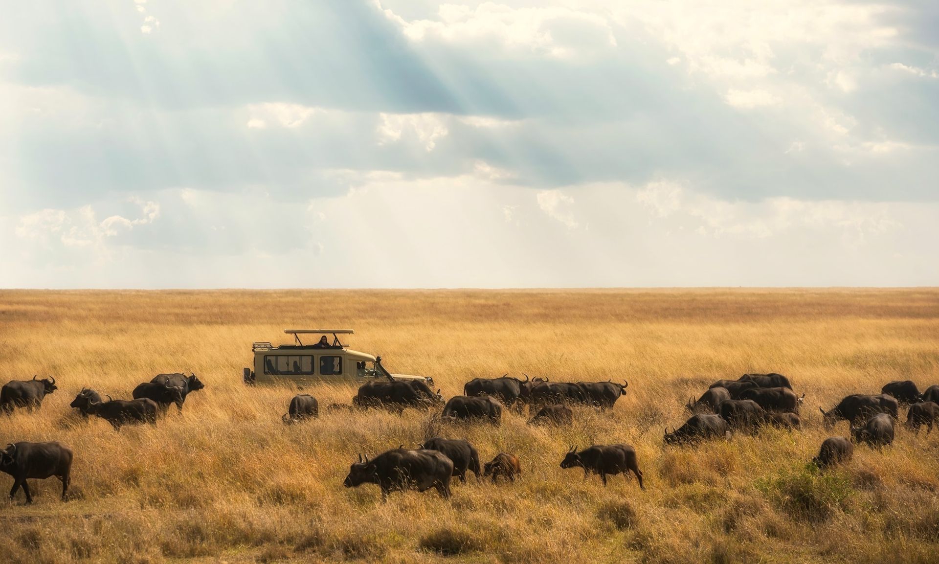 A safari vehicle parked in a vast, dry grassy field among a herd of African buffalo under a cloudy, sunlit sky.