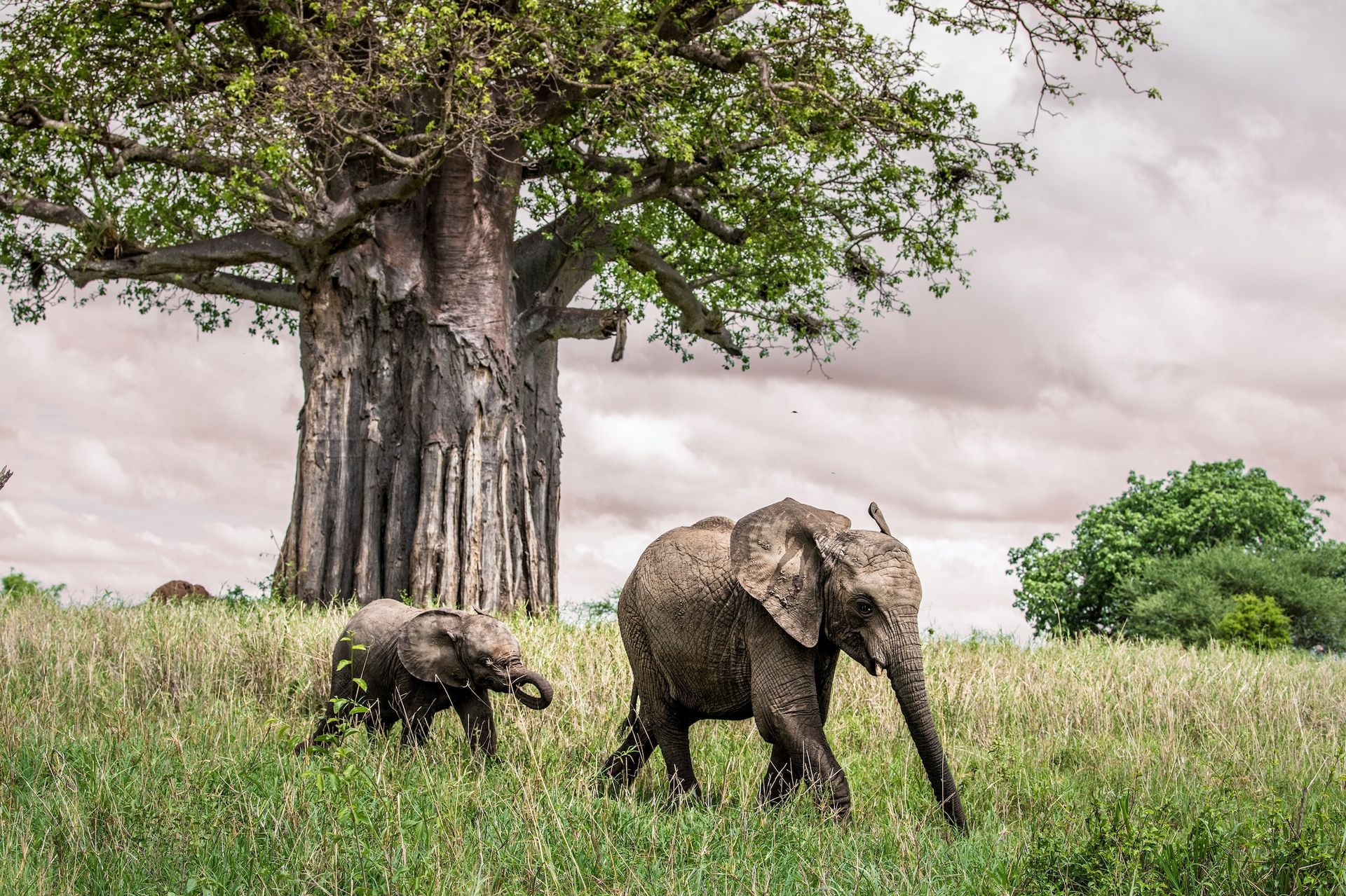 Two elephants, an adult and a calf, walk through tall green grass in front of a large baobab tree under a cloudy sky.