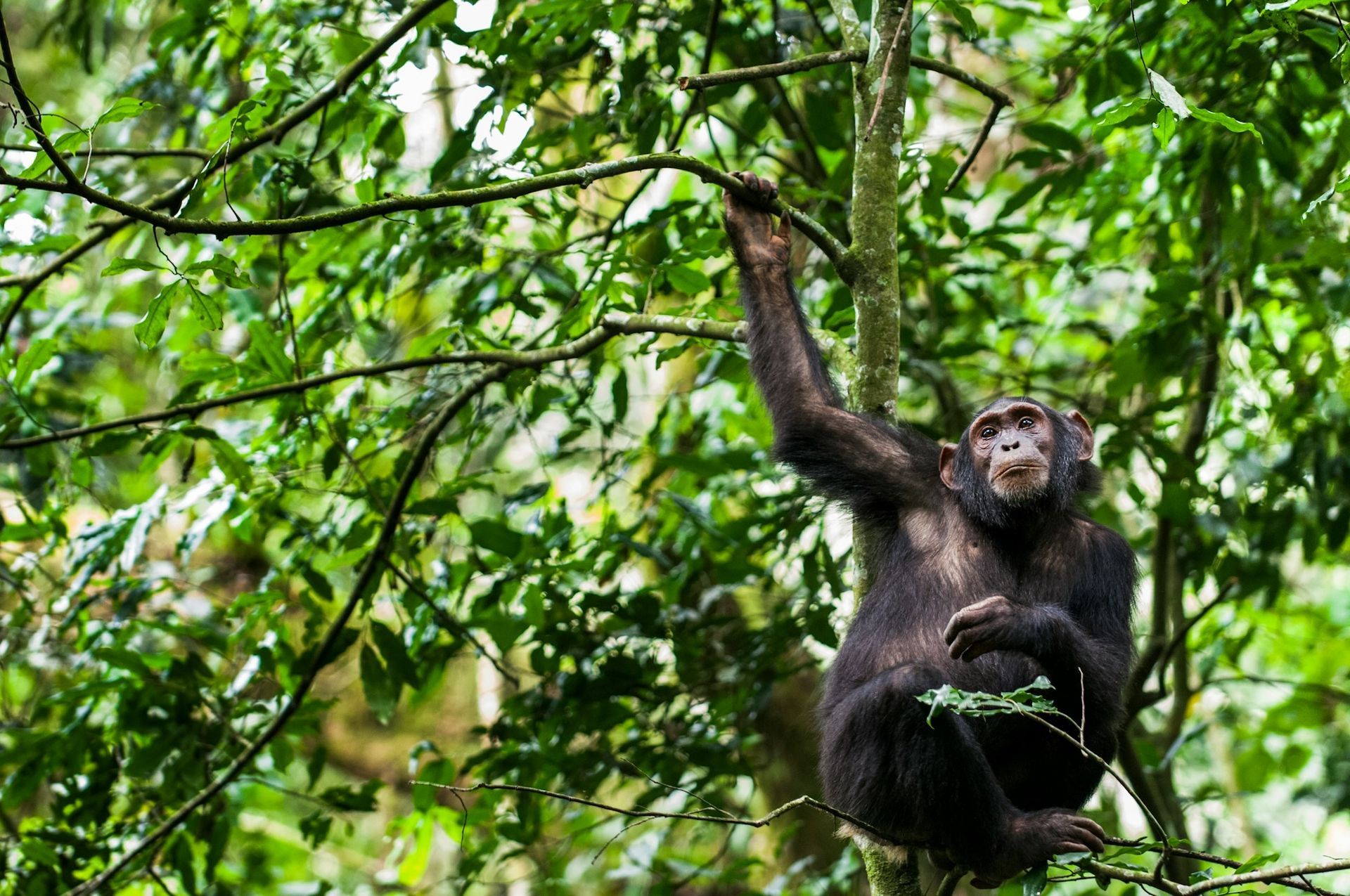 A chimpanzee hangs from a leafy tree branch in a forest, looking upward with a thoughtful expression.