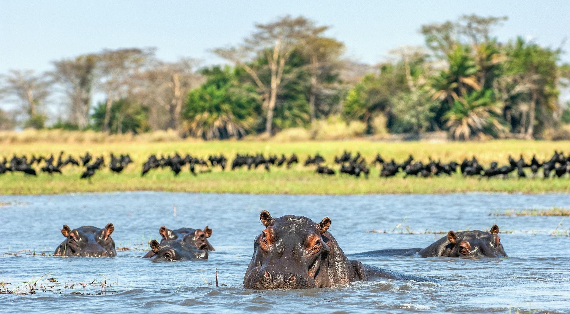 A group of hippos partly submerged in a river, with a flock of black birds standing on the grassy bank in the distance.
