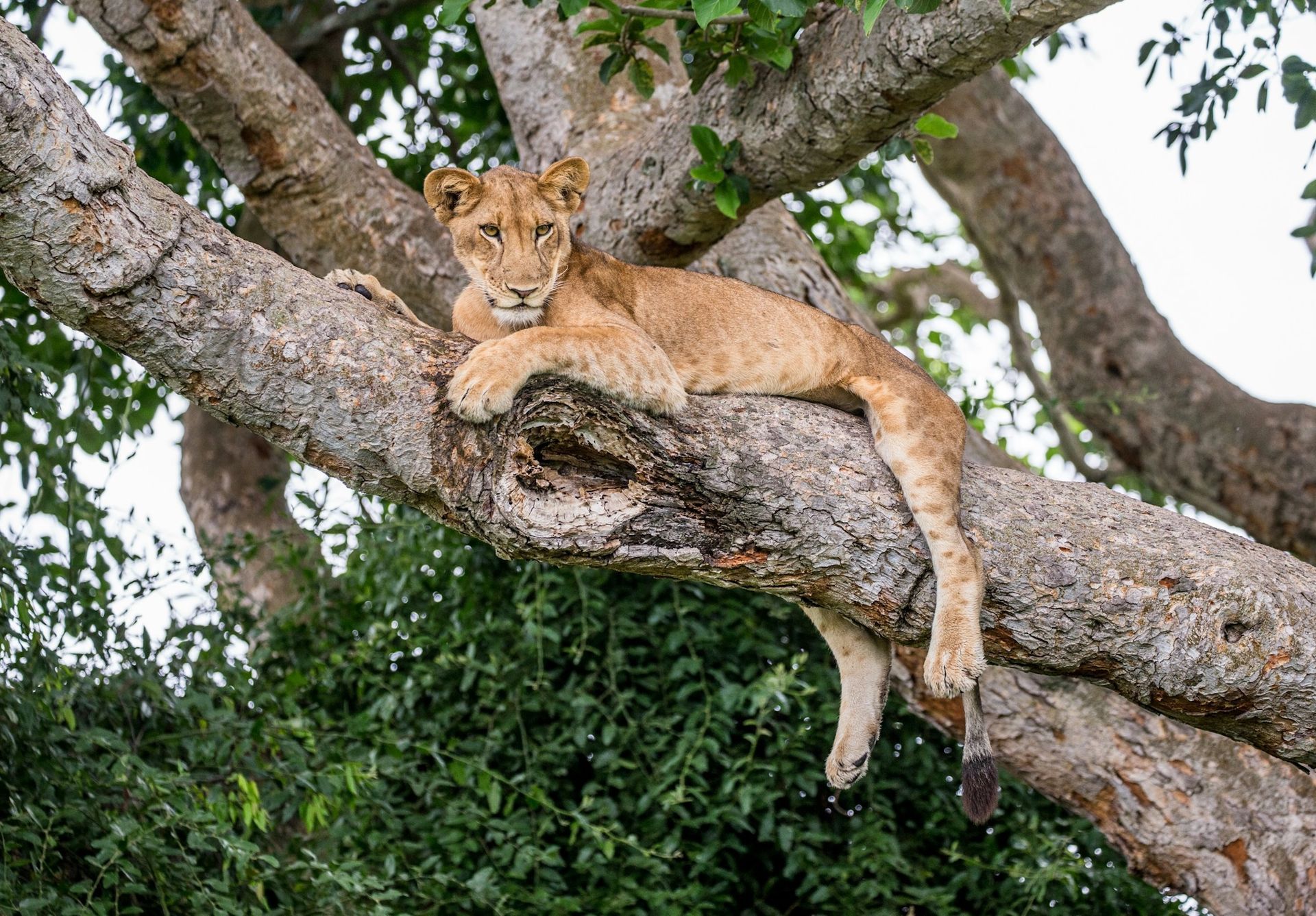 A young lion rests on a thick tree branch, looking toward the camera amidst lush green foliage.