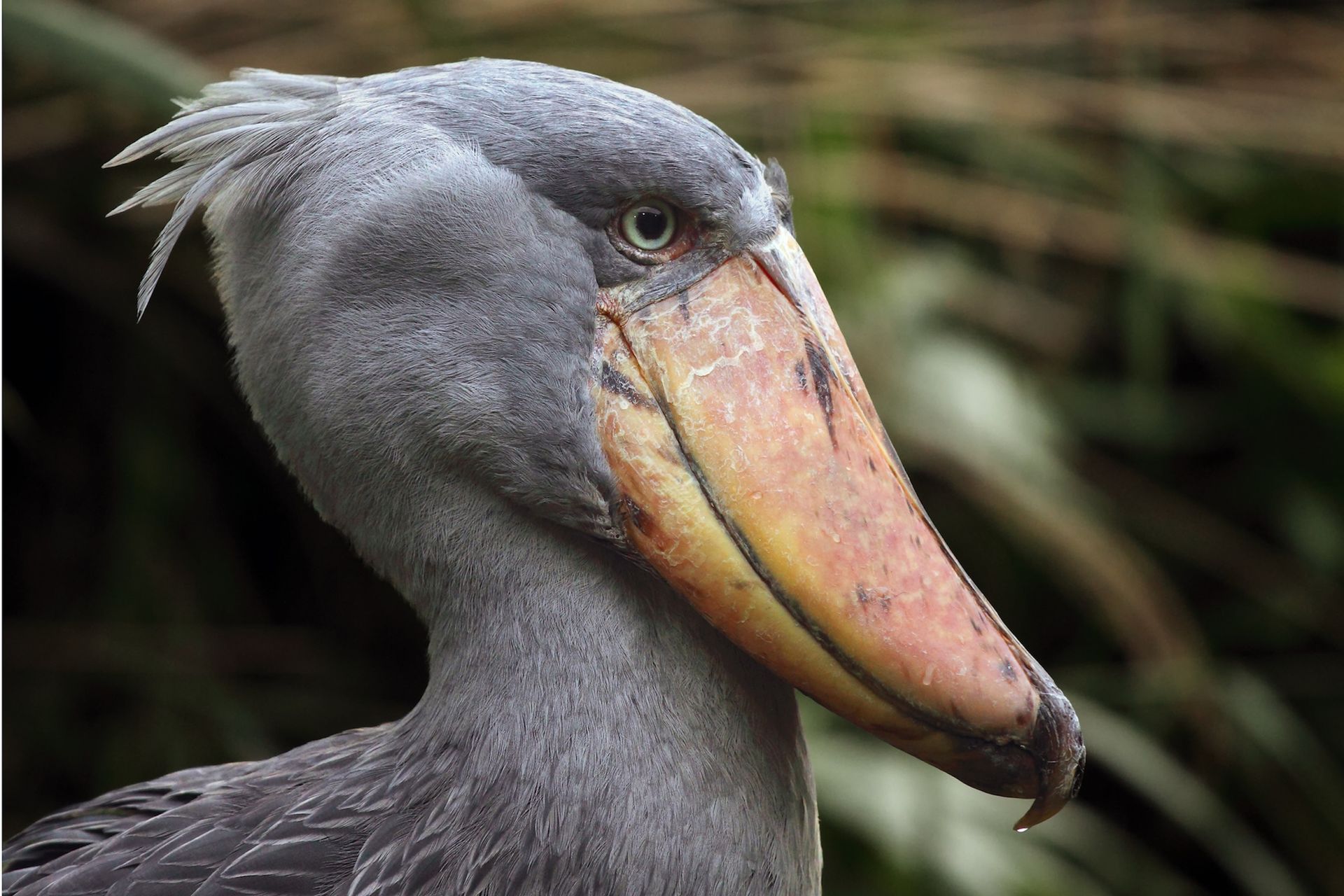 A close-up profile of a shoebill stork with gray feathers, a distinctive crest, and a large, wide, pale-yellow beak.