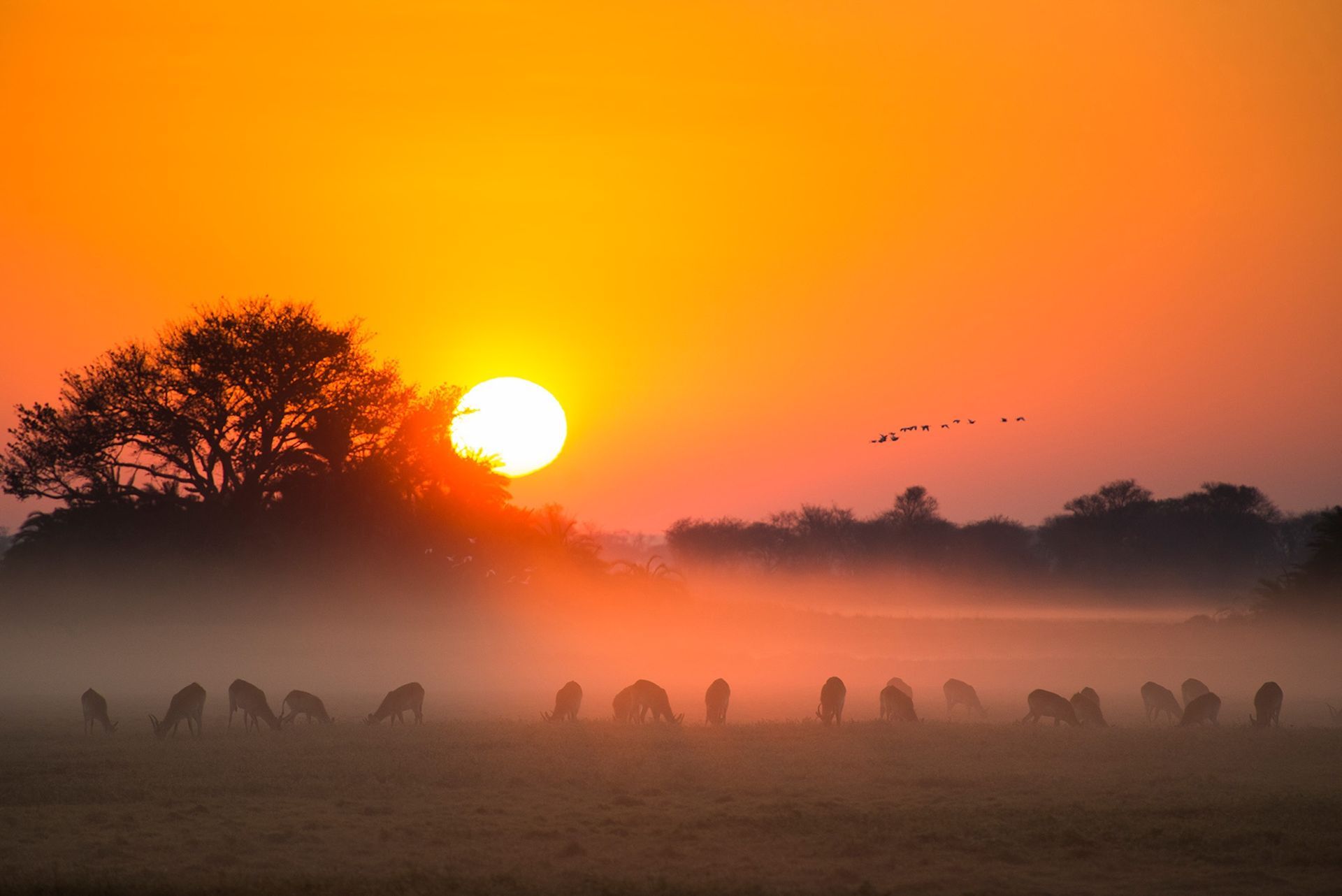 A herd of deer grazes in a foggy field at sunset, with silhouettes of trees and a flock of birds in the orange sky.
