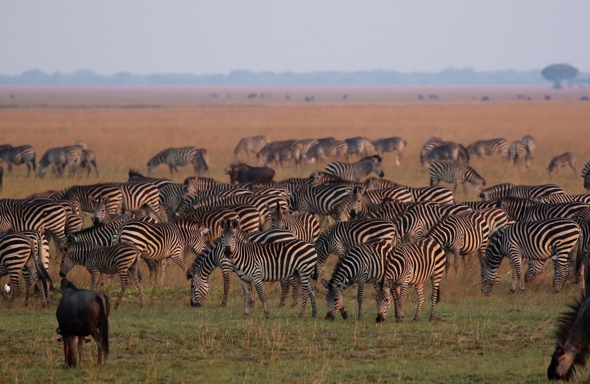 A large herd of zebras grazing on a grassy savanna under a hazy sky.