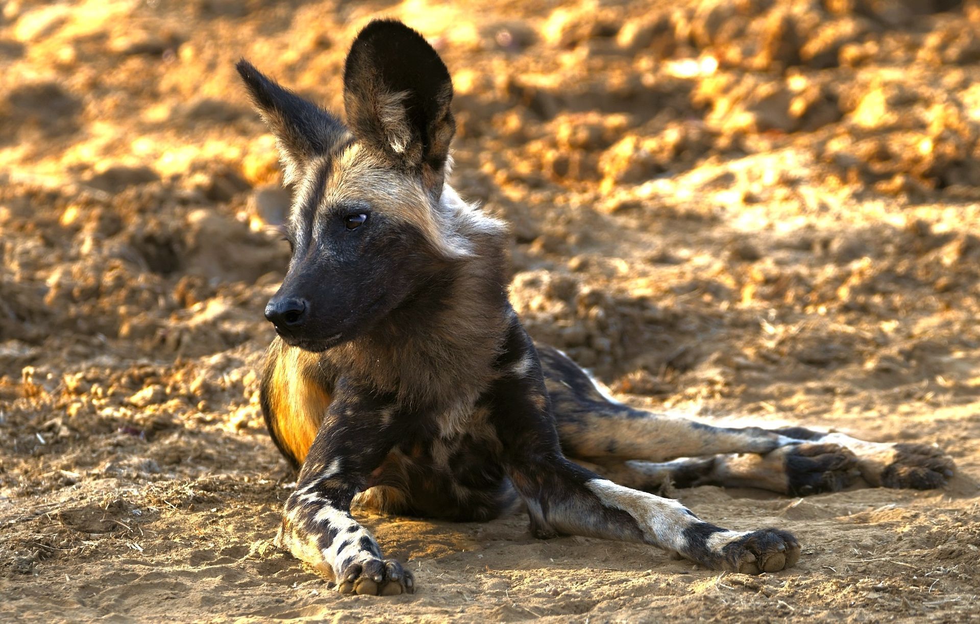 An African wild dog with black, brown, and white patterned fur resting on dry, textured dirt ground.