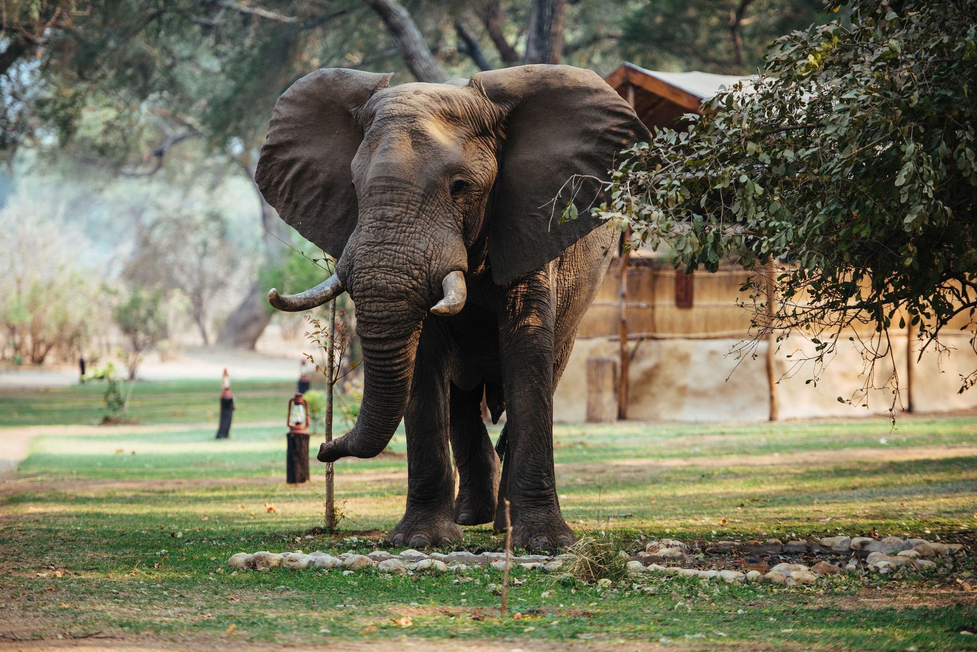 An elephant stands on a grassy lawn near a wooden structure, with a person visible in the distant background.