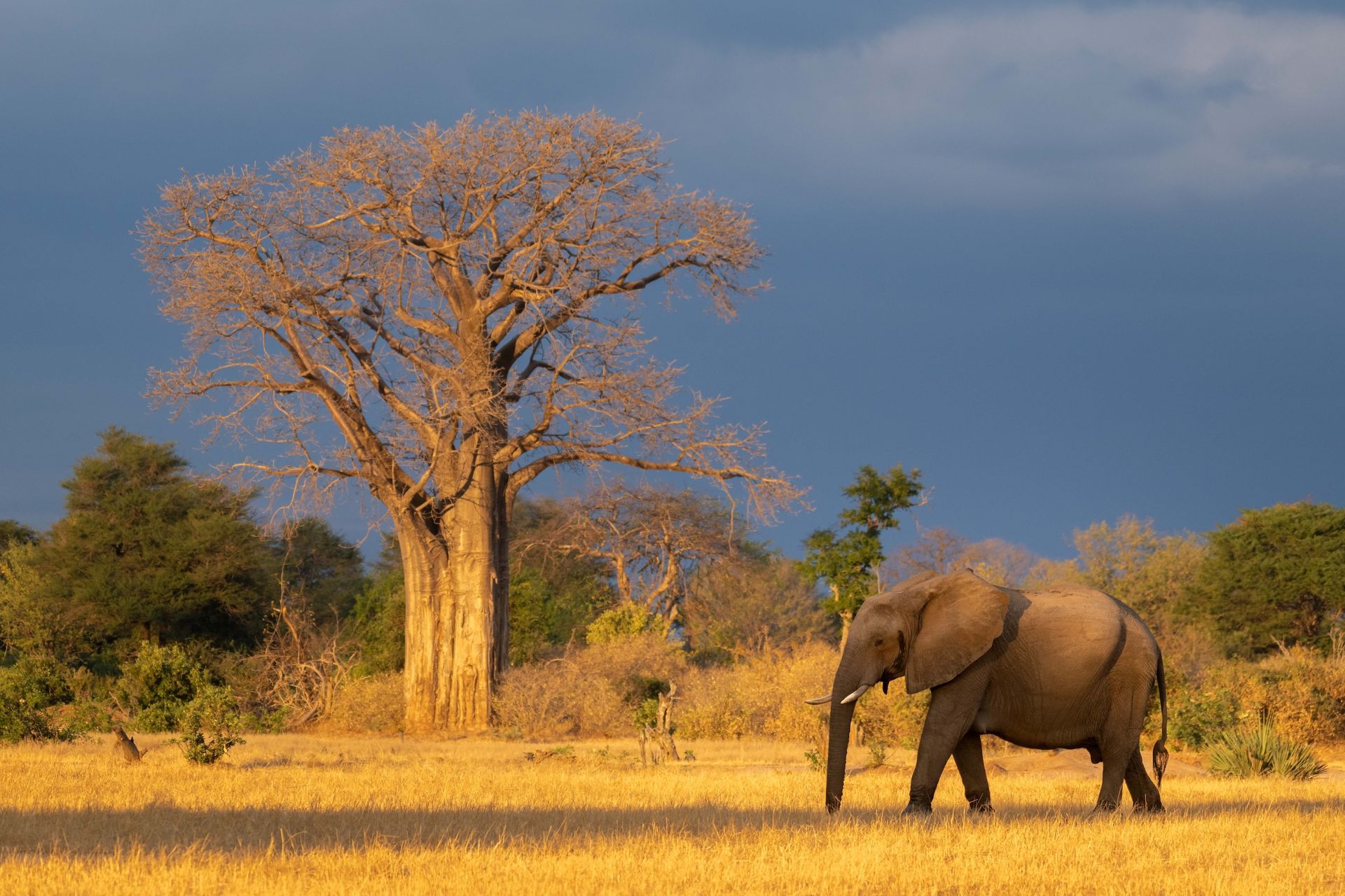 An elephant walks across golden grasslands in front of a leafless baobab tree under a dramatic, dark blue cloudy sky.