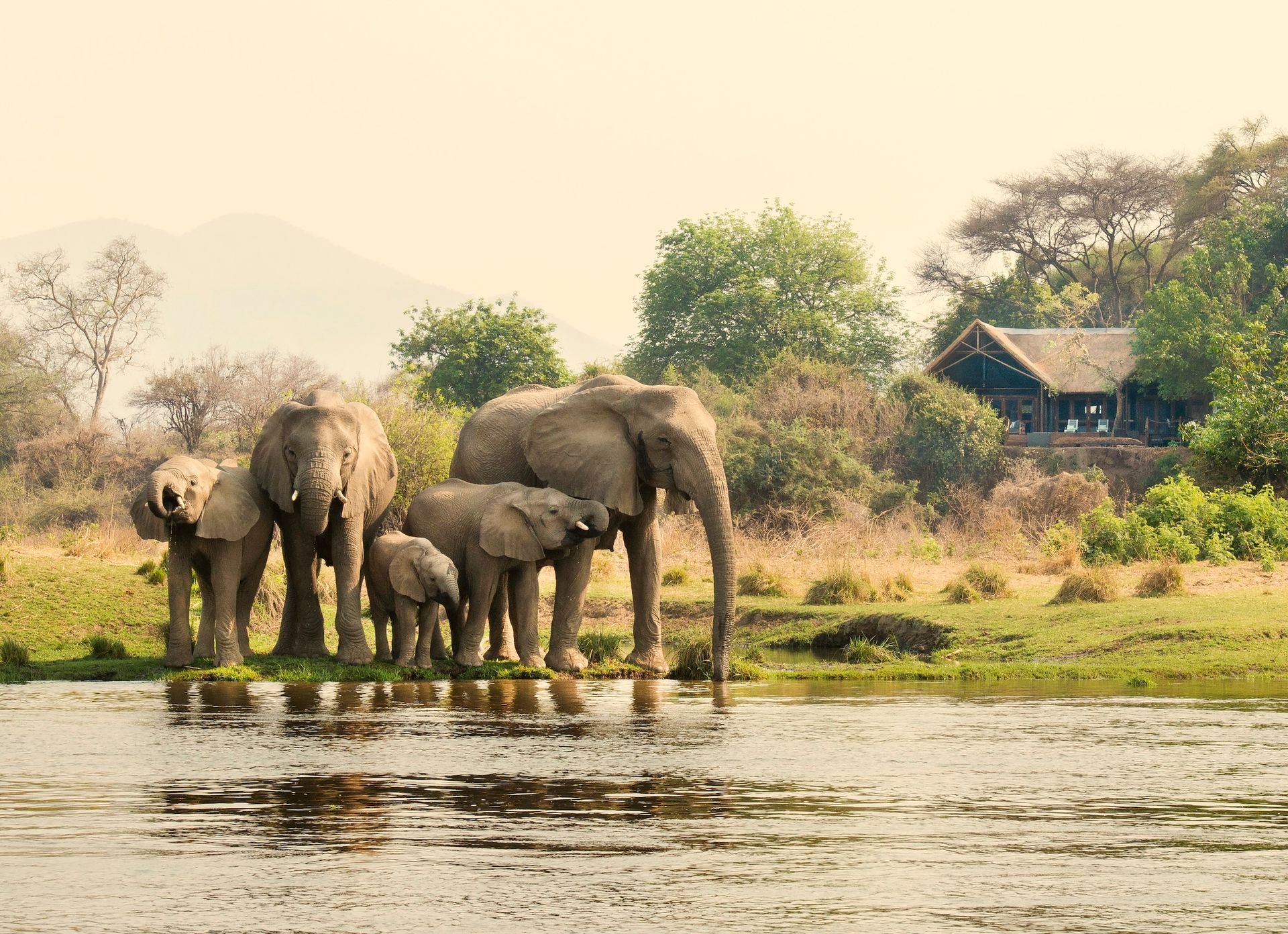 A herd of elephants drinking at the edge of a river with a lodge visible in the background.
