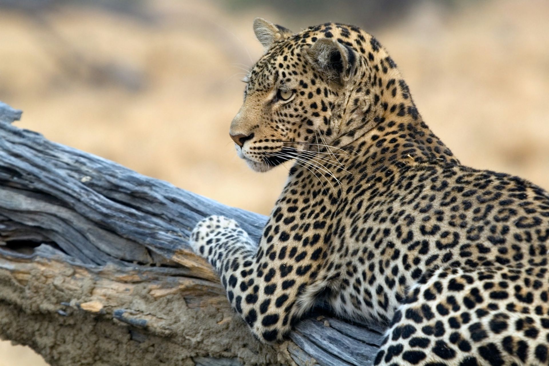 A leopard rests on a weathered, fallen tree log, looking to the side against a blurred, arid background.