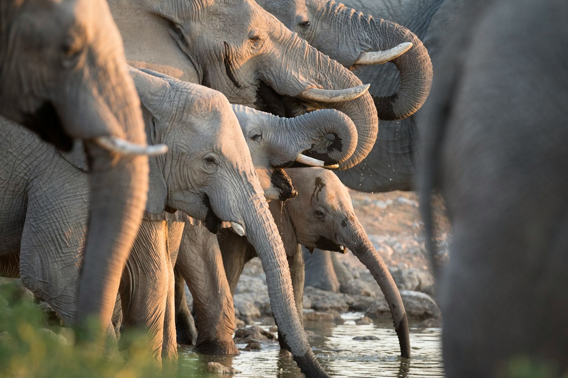 A herd of elephants drinking from a watering hole, their trunks lowered into the water.