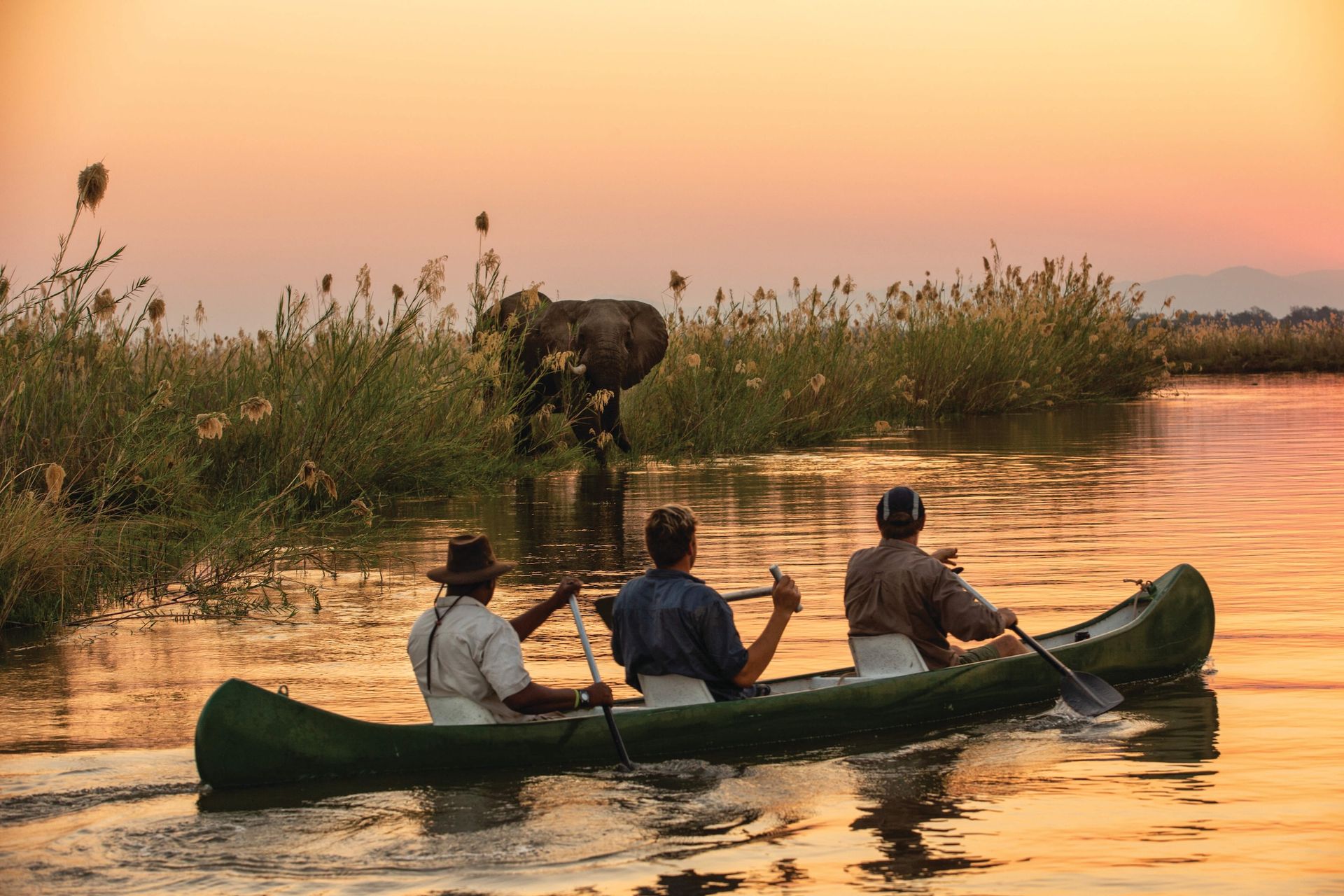 Three people paddling a canoe on a river at sunset, with an elephant grazing in the tall reeds nearby.