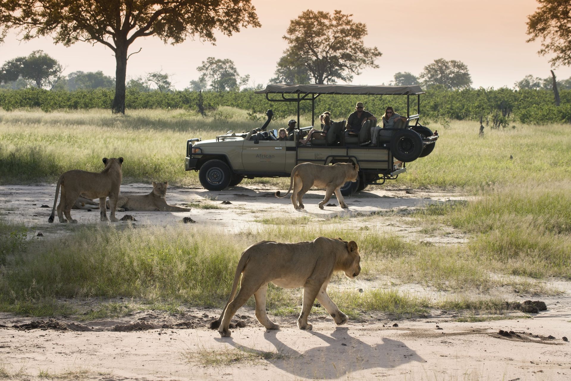 A safari vehicle parked in a grassy field with several lions walking and resting nearby.