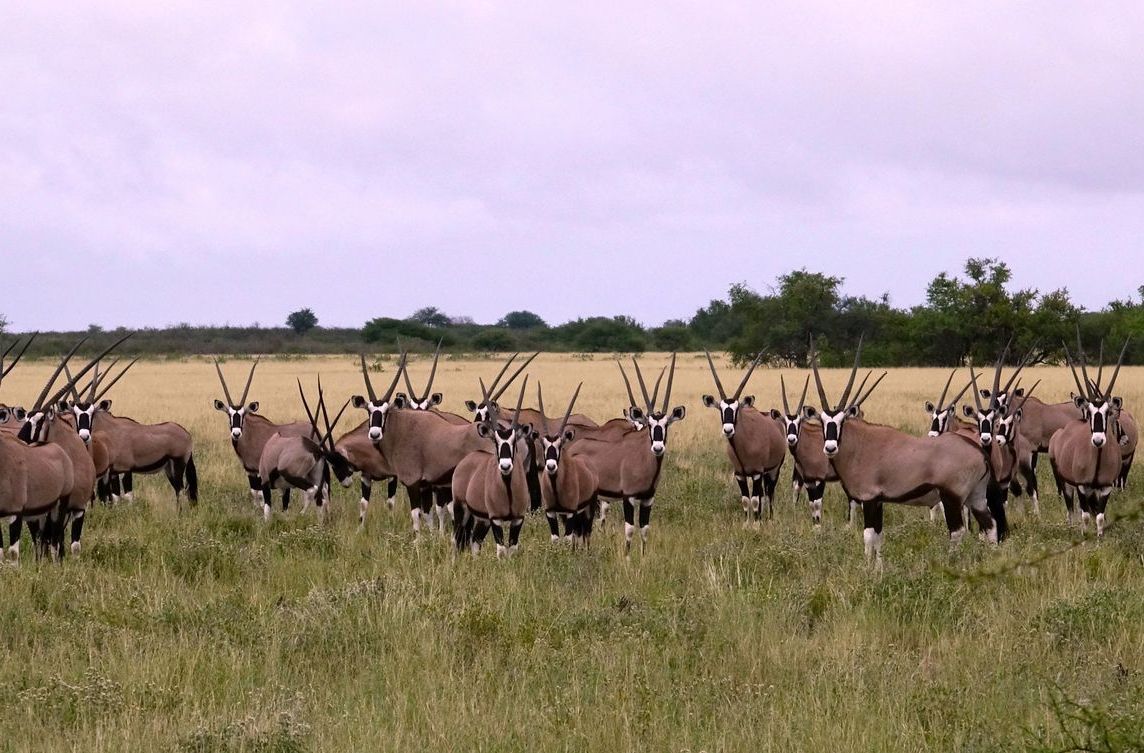 A herd of oryx grazing in a grassy field under a pale sky.