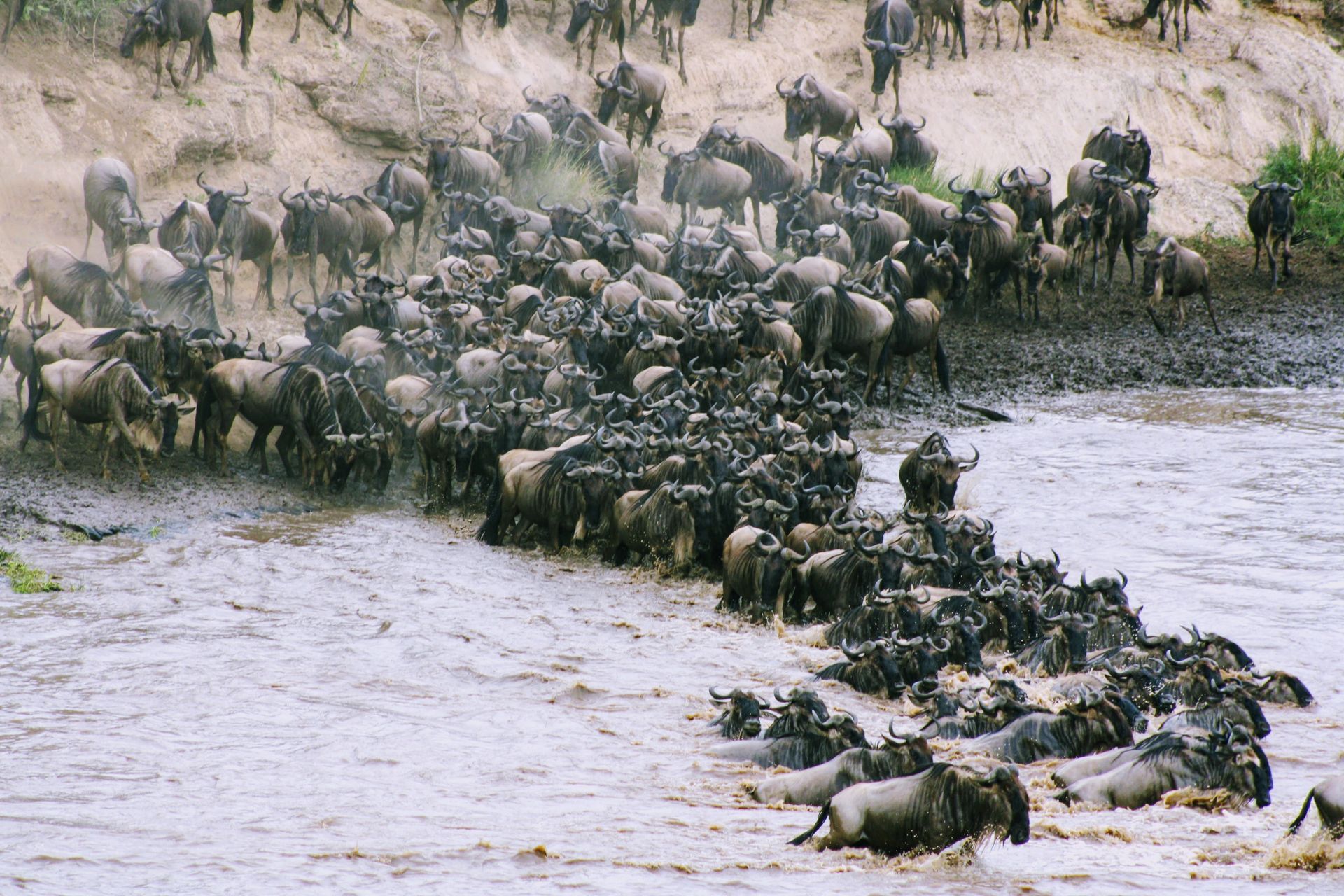 A large herd of wildebeest crossing a river, some wading in the shallow water and others climbing a steep, sandy bank.