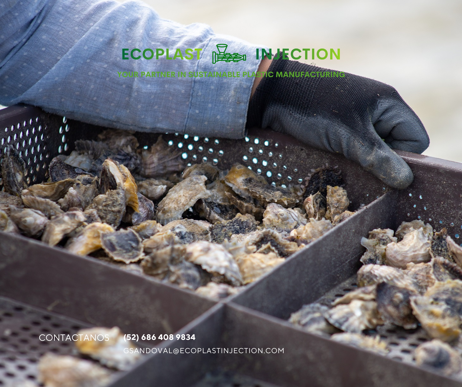 Gloved hands sorting oyster shells in a metal bin at an oyster farm