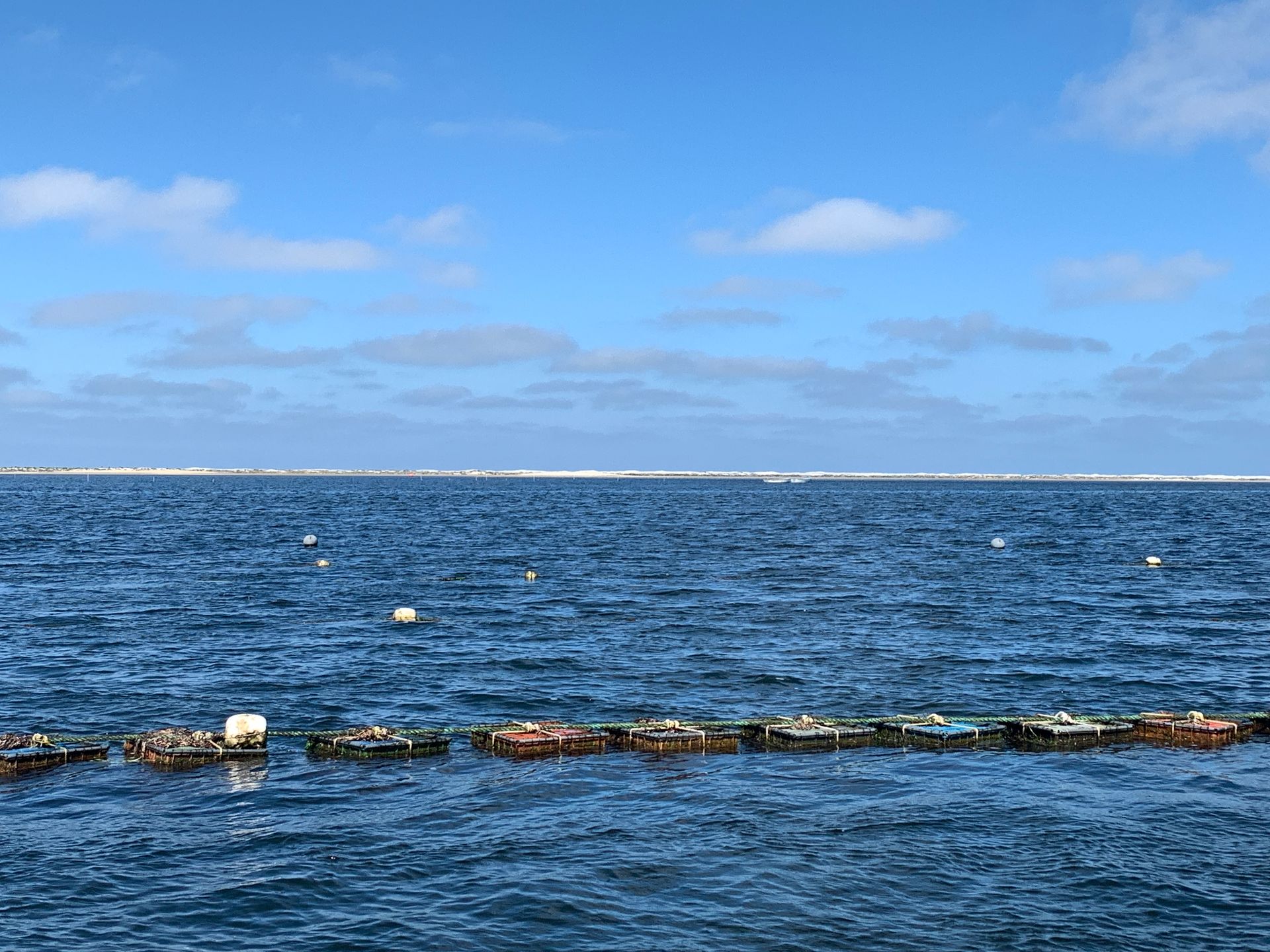 Plastic Crate for Oysters