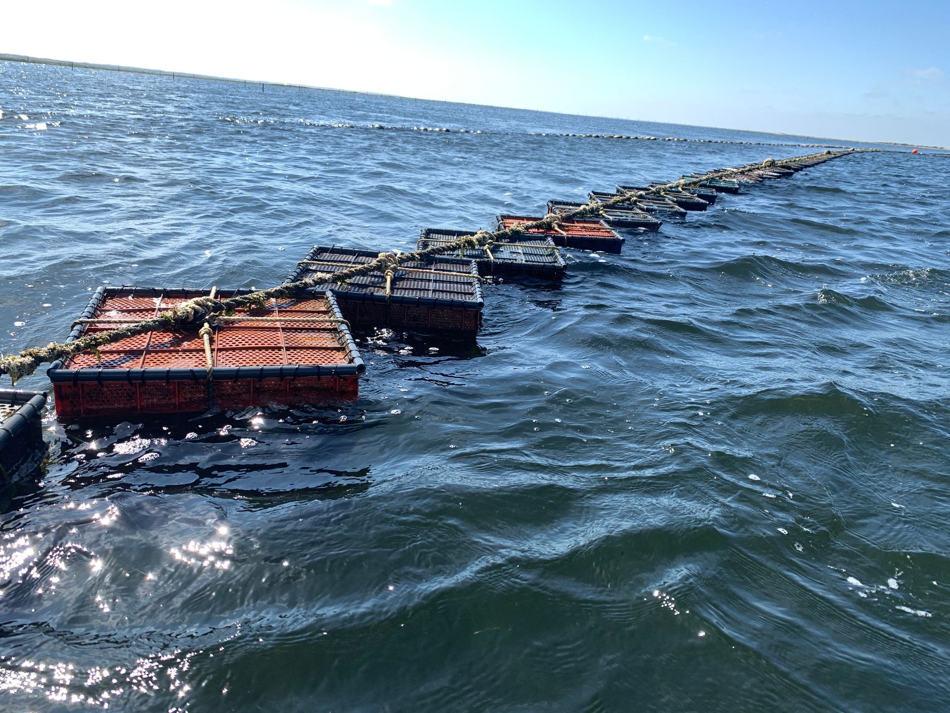 Plastic Crate for Oysters