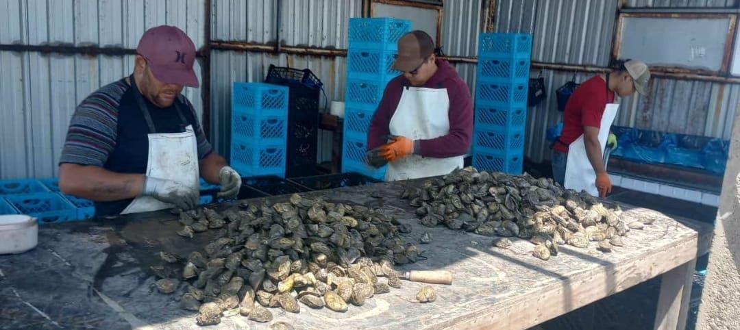 Plastic Crate for Oysters