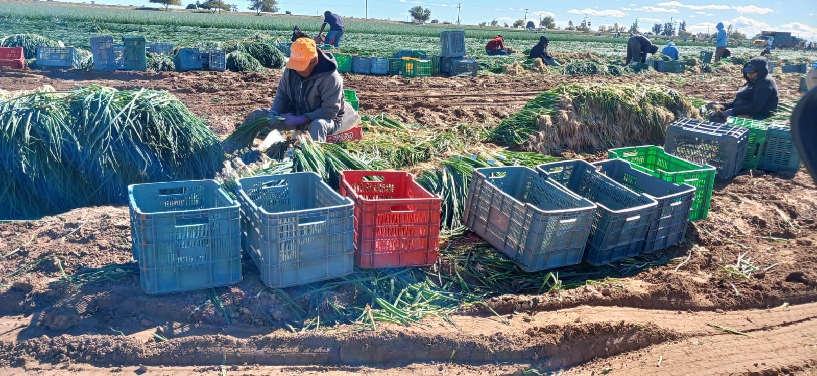 Plastic Crate for Produce