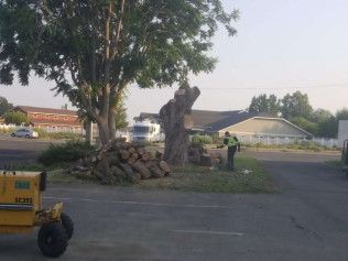 Person trimming a large tree in a parking lot, with a pile of cut branches and a worker nearby.