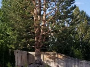 Tall pine tree in a backyard beside a wooden fence, with dense green trees in the background.