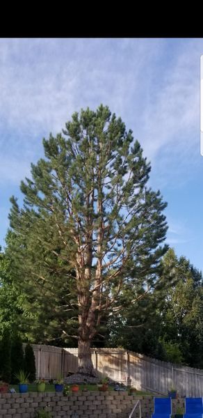 Tall evergreen tree against a blue sky beside a fence and yard