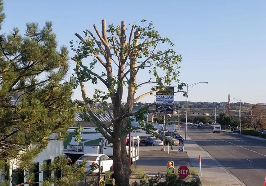 Tree-lined roadside with a clear blue sky, cars, and a stop sign at an intersection