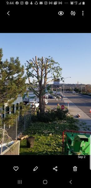 Sunny yard with a large tree, garden beds, and a street beyond a fence.