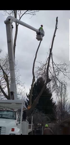 Utility worker in a bucket lift trims a tall tree beside a truck on a winter street