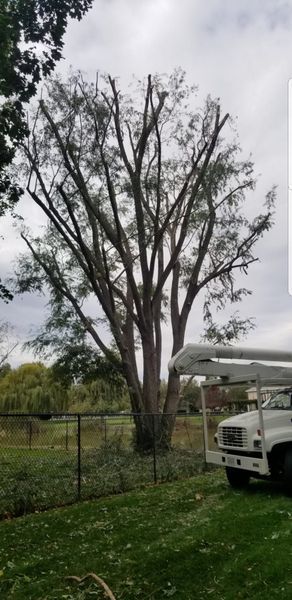 Tall leafless tree in a grassy yard beside a fence and a parked white truck under cloudy skies
