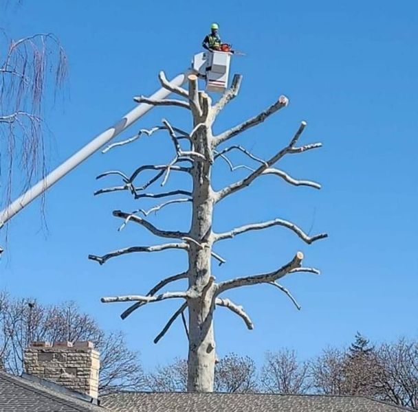 Worker trimming a tall leafless tree from a bucket truck against a blue sky.