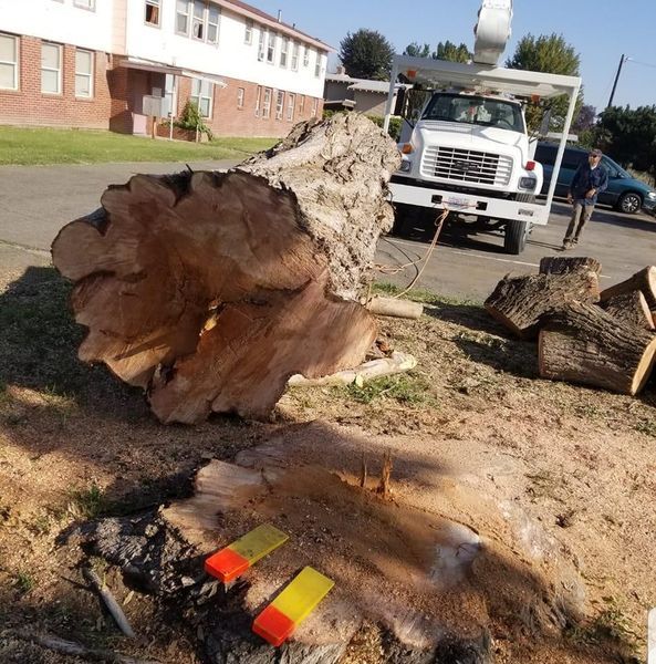 Huge uprooted tree trunk on the ground beside a truck in a residential area, with cut wood nearby.
