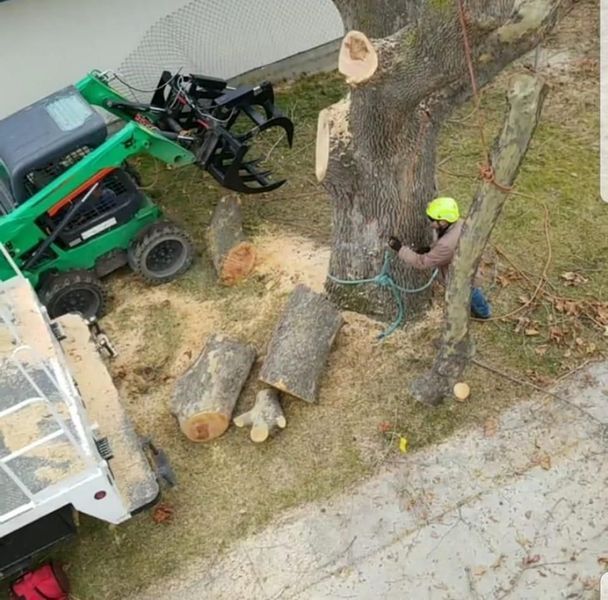 Worker in neon helmet cutting a large tree trunk beside a green lift truck.