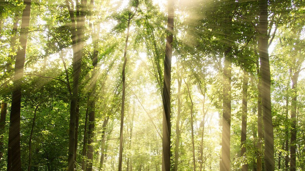 Sunlight streaming through a dense green forest canopy